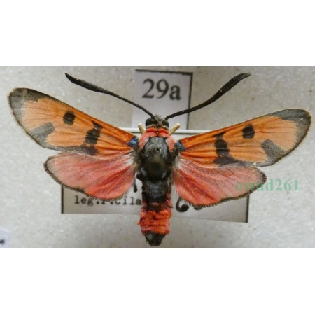 Zygaena laeta (Hübner, 1790) Czech29a